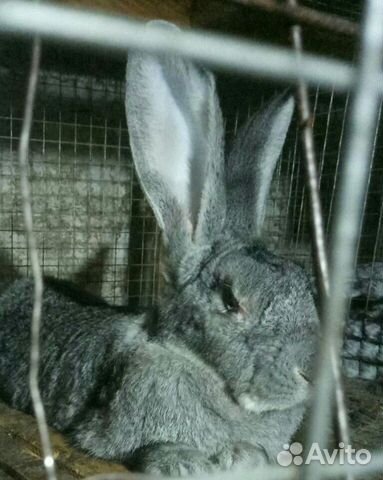 Серый великан #кроликивеликаны купить на Зозу.ру - фотография № 1