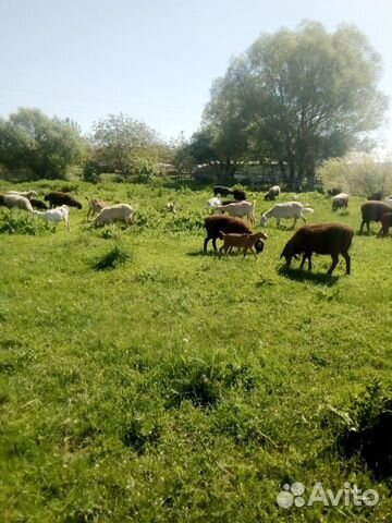 Овцы бараны курдючной породы козы козлята нубийски купить на Зозу.ру - фотография № 2