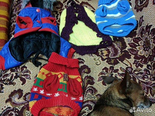 Одежда для маленьких собак купить на Зозу.ру - фотография № 6