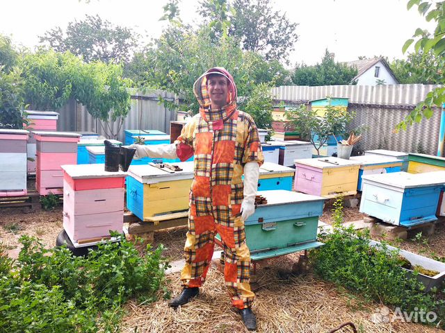 Продам 6 пчелосемей купить на Зозу.ру - фотография № 1