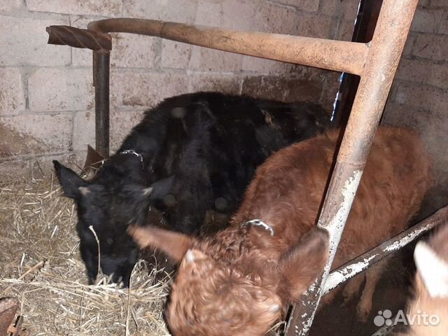 Корова с теленком и 2 телки по 7 мес купить на Зозу.ру - фотография № 3