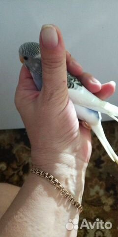 Продам птенцов попугая волнистого купить на Зозу.ру - фотография № 3