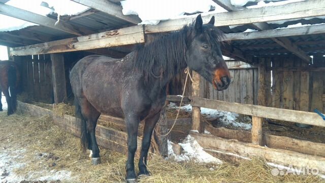 Лошадь иноходка купить на Зозу.ру - фотография № 2