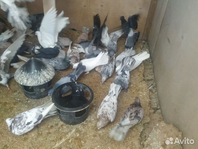 Бакинские голуби купить на Зозу.ру - фотография № 3