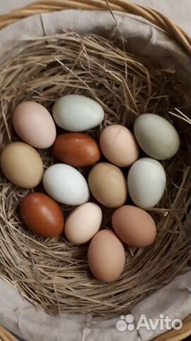 Инкубационное яйцо цветное купить на Зозу.ру - фотография № 4