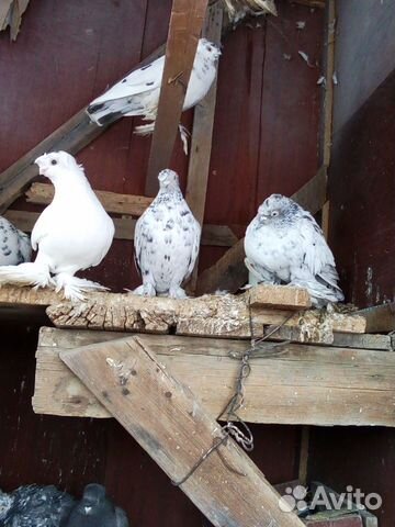 Продаю породистых голубей оптом всех купить на Зозу.ру - фотография № 5