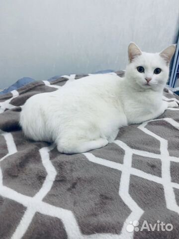 Ищем котика на вязку Ищем котика на вязку