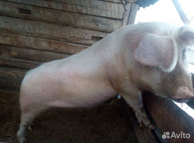 Свинья 8 месяцев купить на Зозу.ру - фотография № 6