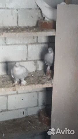 Широкохвостые голуби на продажу купить на Зозу.ру - фотография № 5