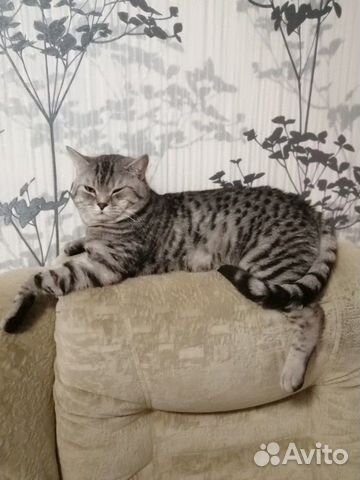 Кот на вязку