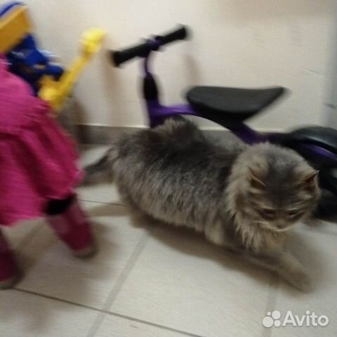 Пристраивается кошка купить на Зозу.ру - фотография № 2