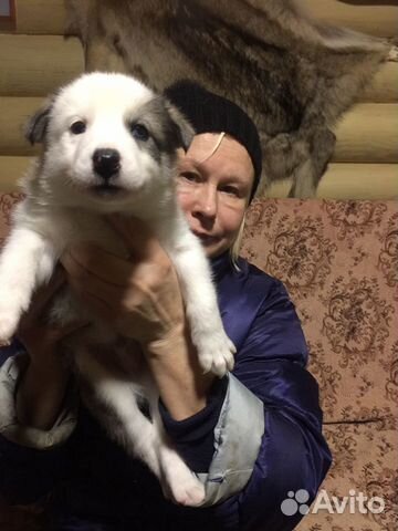Продаются щенки западно -сибирской лайки, дата рож купить на Зозу.ру - фотография № 9