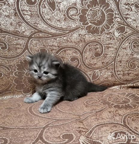 Шотландские котята редкого окраса купить на Зозу.ру - фотография № 6