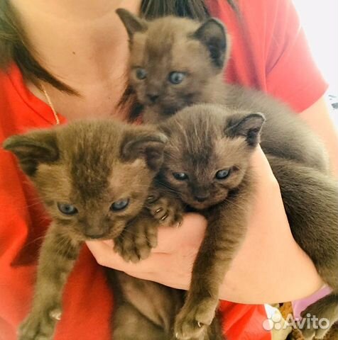 Бурманские котята