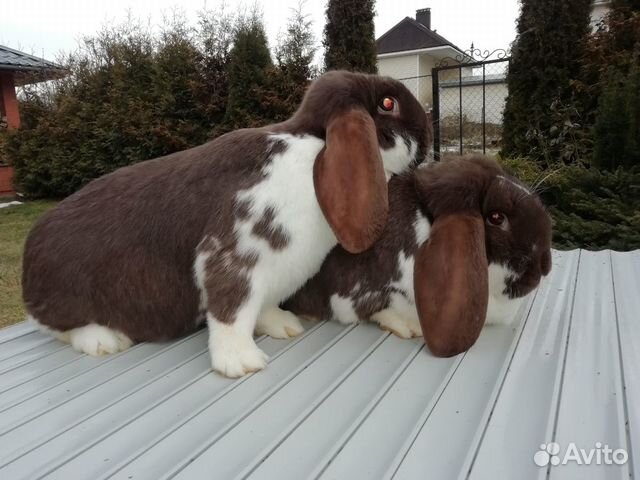 Кролики породы Французский баран купить на Зозу.ру - фотография № 8