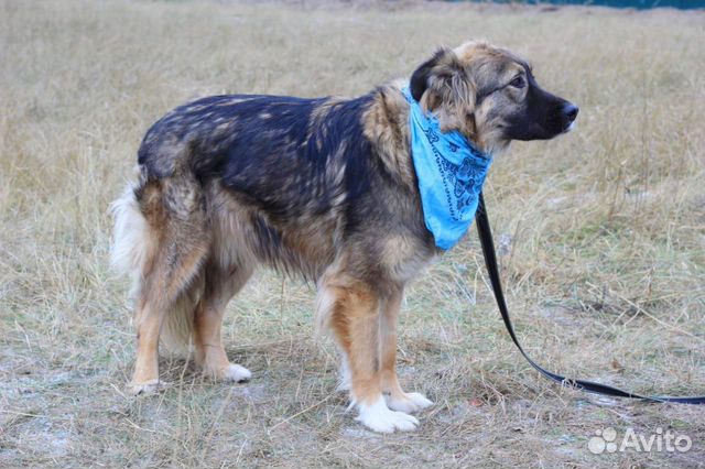 Красивая собака Шерри ищет дом и хозяина купить на Зозу.ру - фотография № 5