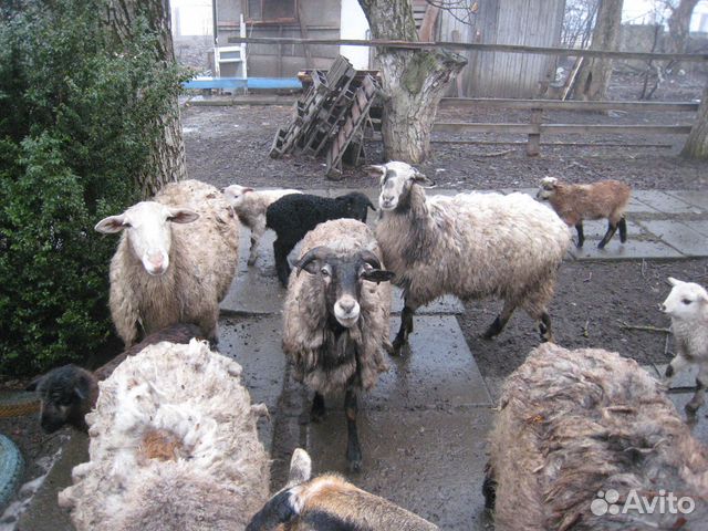 Овцы с ягнятами романовской породы купить на Зозу.ру - фотография № 2