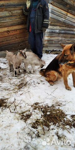 Альпийские козлята купить на Зозу.ру - фотография № 5