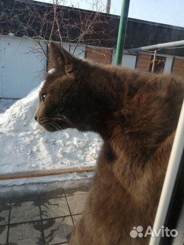 Кошка серая пушистая, ласковая купить на Зозу.ру - фотография № 7