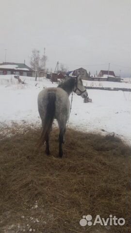 Лошадь Рысачка купить на Зозу.ру - фотография № 6