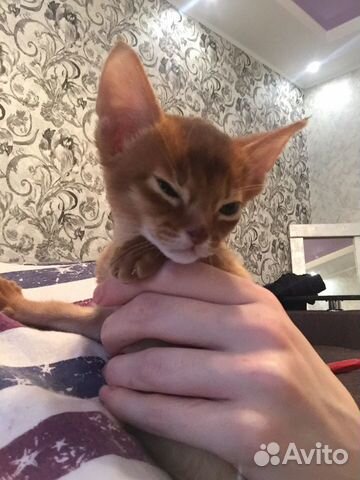 Котёнок абиссин