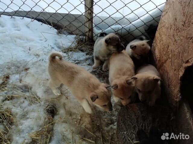 Продам щенков Западно - сибирской лайки купить на Зозу.ру - фотография № 4