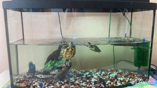 2 маленькие красноухие черепахи + аквариум купить на Зозу.ру - фотография № 1