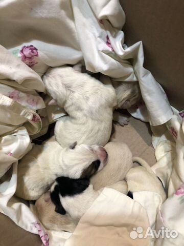 Алабай, 5 щенков купить на Зозу.ру - фотография № 2