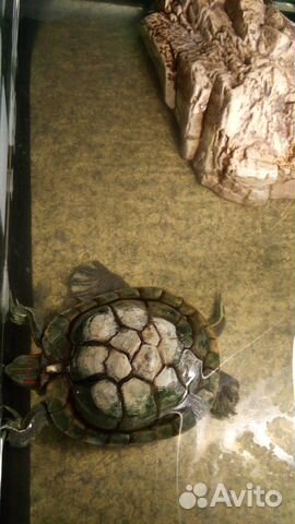 Черепаха с аквариумом, бережком и нагревателем купить на Зозу.ру - фотография № 6