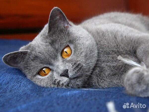 Британские шоколадные и лиловые котята купить на Зозу.ру - фотография № 5