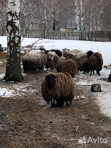 Продам Романовских овец купить на Зозу.ру - фотография № 2