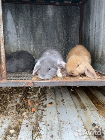 Кролики «Французский баран» купить на Зозу.ру - фотография № 3