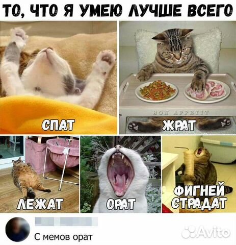 Животные купить на Зозу.ру - фотография № 1