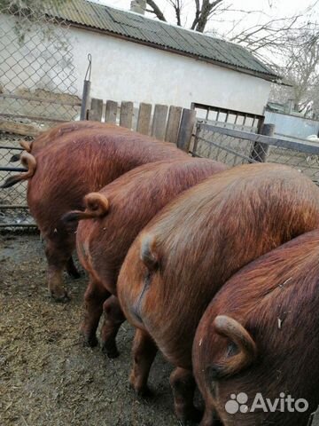 Продаю свиней на мясо купить на Зозу.ру - фотография № 4