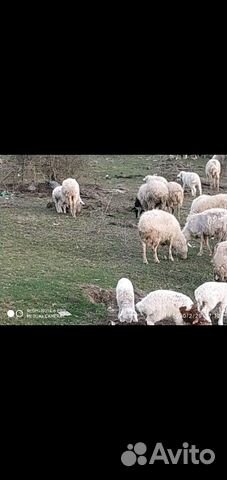 Продается овцы купить на Зозу.ру - фотография № 3