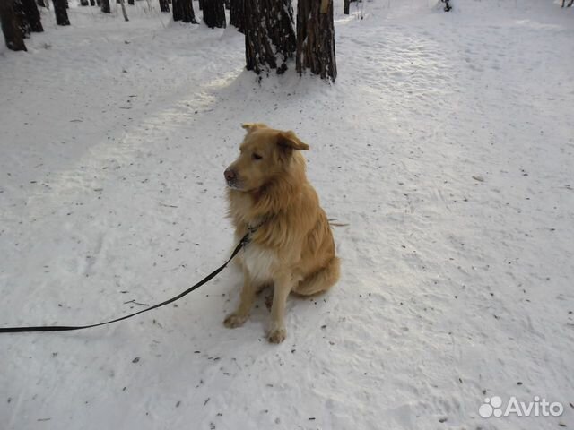 Пристраивается собака Золотистый ретривер купить на Зозу.ру - фотография № 2