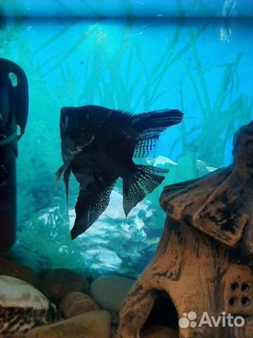 Рыбки аквариумные скалярия и сомик мешкожаберный купить на Зозу.ру - фотография № 5