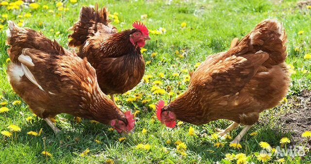 Суточные цыплята деревенской несушки 20-21 марта купить на Зозу.ру - фотография № 3