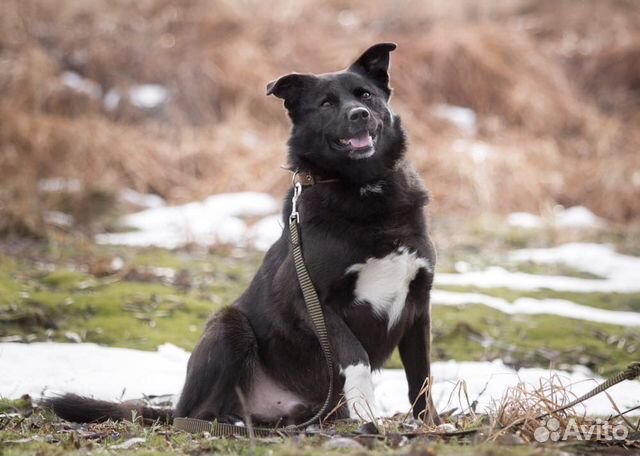 Активный и позитивный пёс ищет семью купить на Зозу.ру - фотография № 1