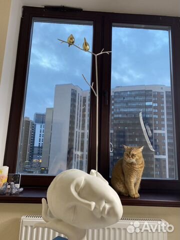 Вязка шотландский кот. Золотая шиншилла купить на Зозу.ру - фотография № 7