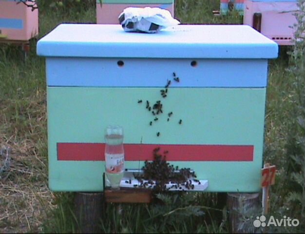 Улей, пчелы купить на Зозу.ру - фотография № 2