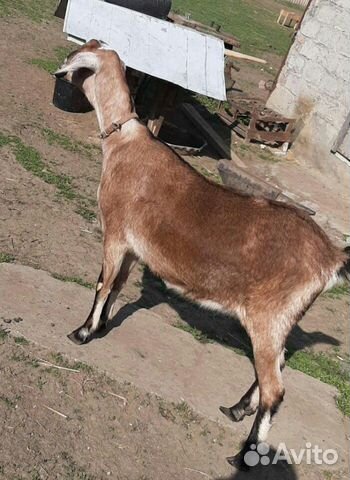 Высокодойные козы нубинской пароды есть и козлята купить на Зозу.ру - фотография № 5