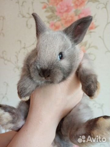 Продам декоративных кроликов, возраст 1 месяц купить на Зозу.ру - фотография № 1