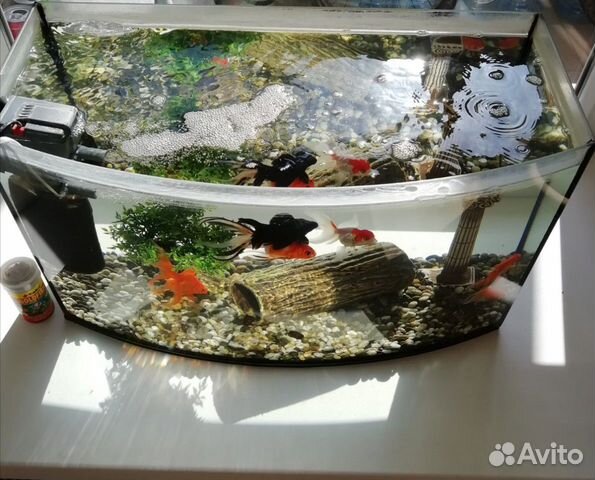 Аквариум с рыбками купить на Зозу.ру - фотография № 8