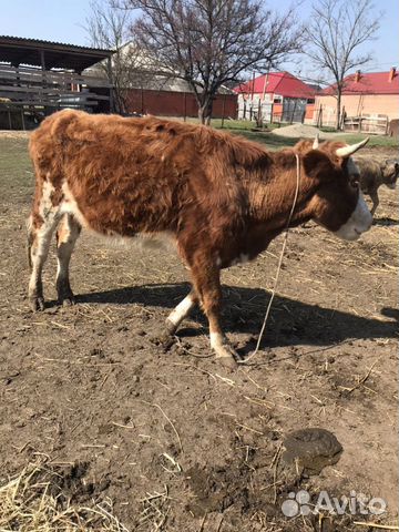 Корова с телёнком, Бичок родился неделю назад купить на Зозу.ру - фотография № 4