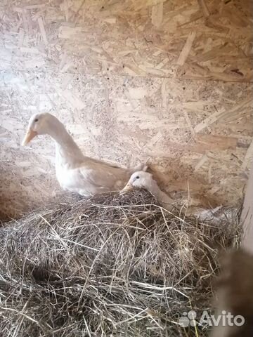 Инкубационное яйцо гусей линда и пекинской утки купить на Зозу.ру - фотография № 7