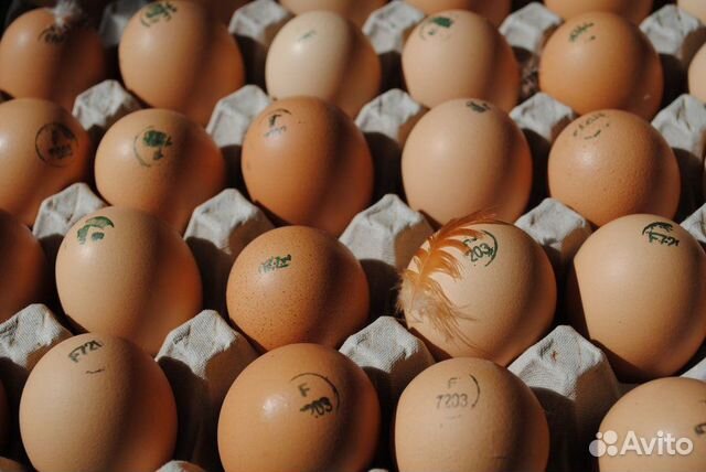 Инкубационное яйцо С/птицы купить на Зозу.ру - фотография № 2