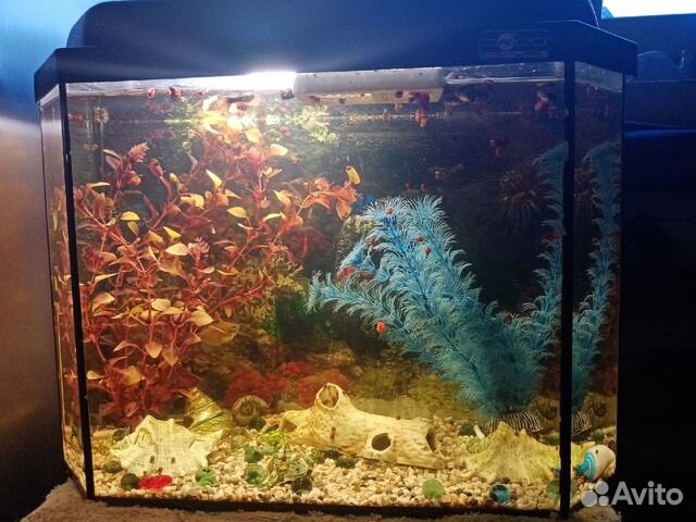 Продается аквариум с рыбами купить на Зозу.ру - фотография № 1