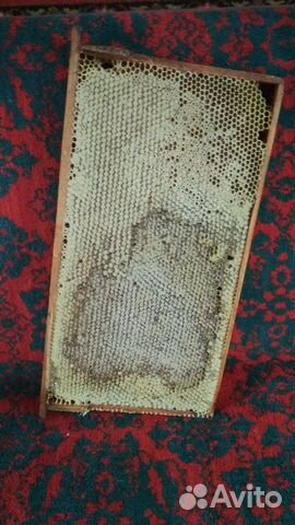Пчелосемьи продаются, на 10 рамках, рутовские купить на Зозу.ру - фотография № 3
