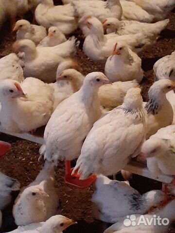 Цветные цыплята купить на Зозу.ру - фотография № 2